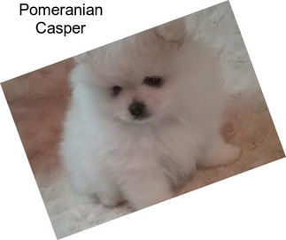 Pomeranian Casper