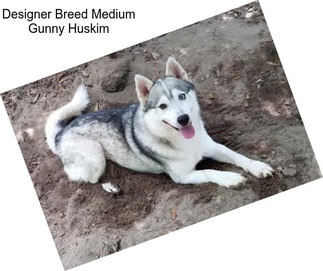 Designer Breed Medium Gunny Huskim