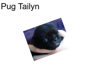 Pug Tailyn