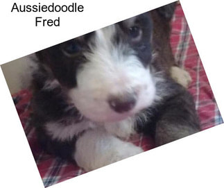 Aussiedoodle Fred