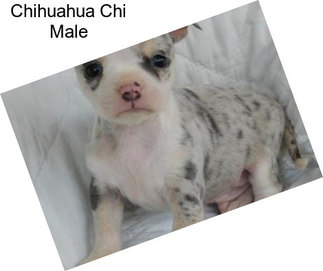 Chihuahua Chi Male