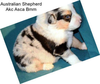 Australian Shepherd Akc Asca Bmm