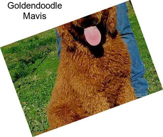 Goldendoodle Mavis