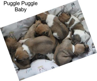 Puggle Puggle Baby