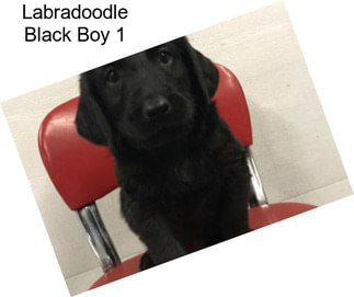 Labradoodle Black Boy 1