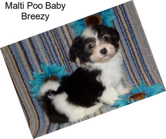 Malti Poo Baby Breezy