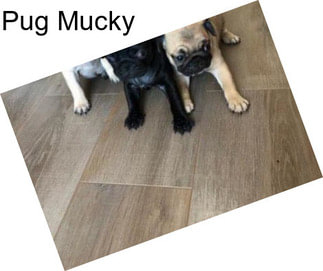 Pug Mucky