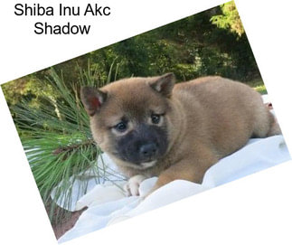 Shiba Inu Akc Shadow