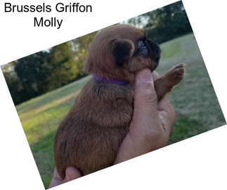 Brussels Griffon Molly
