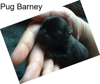 Pug Barney