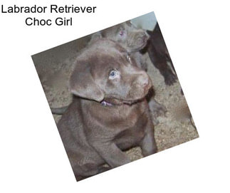 Labrador Retriever Choc Girl