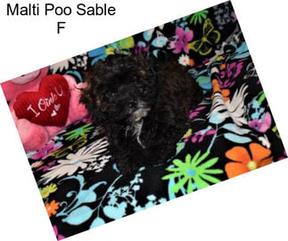 Malti Poo Sable F