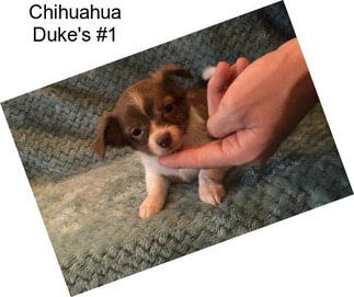 Chihuahua Duke\'s #1