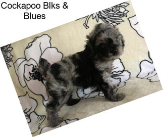 Cockapoo Blks & Blues