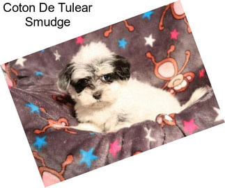 Coton De Tulear Smudge