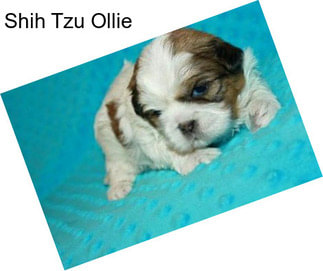 Shih Tzu Ollie