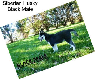 Siberian Husky Black Male