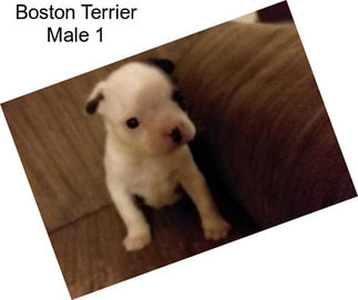 Boston Terrier Male 1