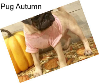 Pug Autumn