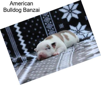 American Bulldog Banzai