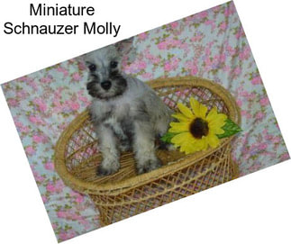 Miniature Schnauzer Molly