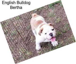 English Bulldog Bertha