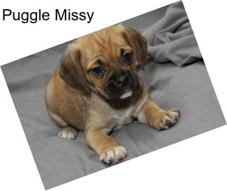 Puggle Missy
