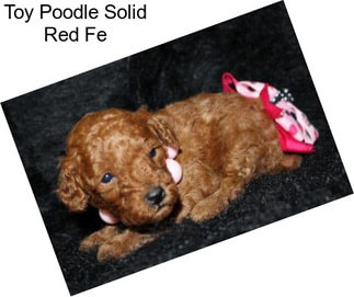 Toy Poodle Solid Red Fe