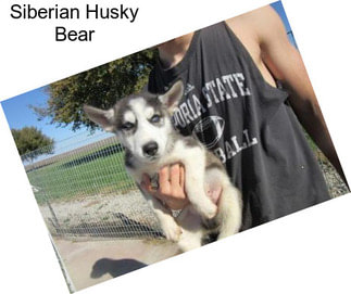 Siberian Husky Bear