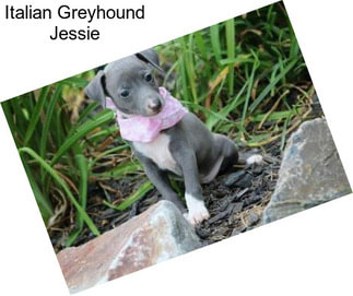 Italian Greyhound Jessie