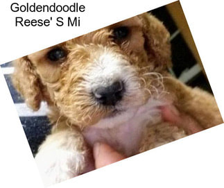 Goldendoodle Reese\' S Mi