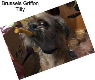 Brussels Griffon Tilly