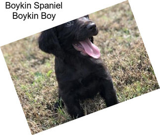 Boykin Spaniel Boykin Boy