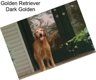 Golden Retriever Dark Golden