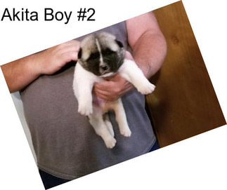 Akita Boy #2