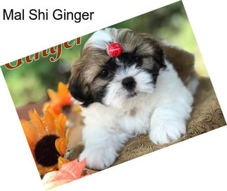 Mal Shi Ginger