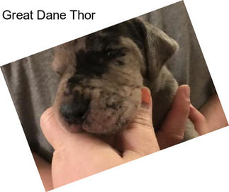 Great Dane Thor