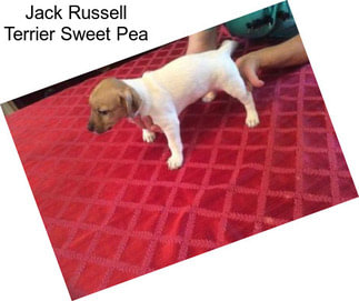 Jack Russell Terrier Sweet Pea