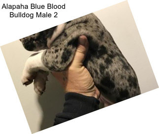Alapaha Blue Blood Bulldog Male 2