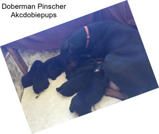 Doberman Pinscher Akcdobiepups