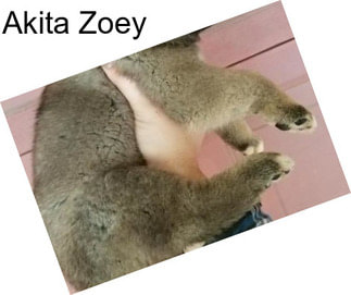 Akita Zoey
