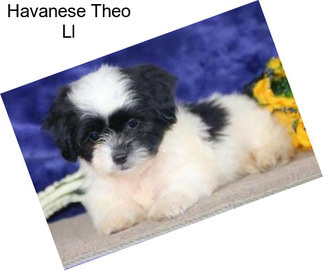 Havanese Theo Ll