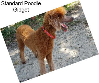 Standard Poodle Gidget