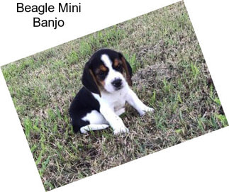 Beagle Mini Banjo