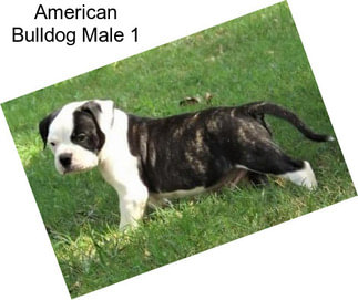 American Bulldog Male 1