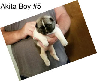 Akita Boy #5