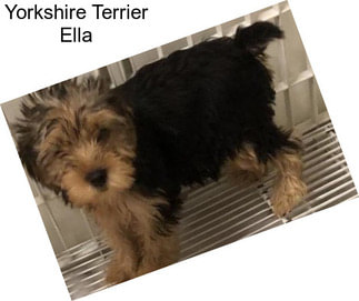 Yorkshire Terrier Ella