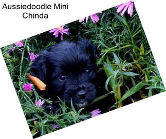 Aussiedoodle Mini Chinda