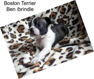 Boston Terrier Ben /brindle
