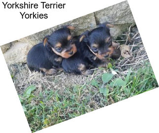 Yorkshire Terrier Yorkies